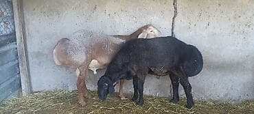 карлик сибрайт: Продаю | Баран (самец) | Для разведения — 4