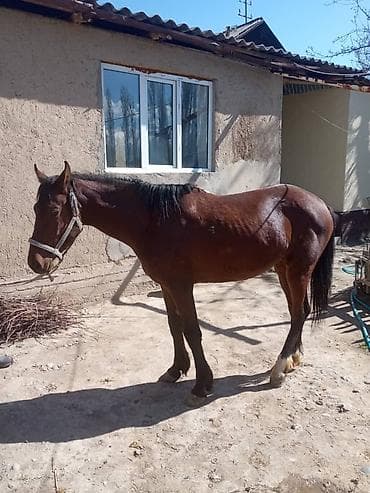 зарезать барана: Кунан сатылат. Эркек. Линялары жакшы. Башы жумшак. Абдан күлүк. Так — 2