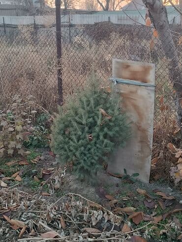 Садовые инструменты и инвентарь: Саженцы деревьев: Ели — 4