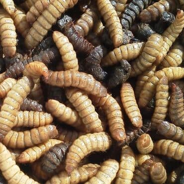 собаки рынок в бишкеке цены: Продаю опарышей черной львинки 1500 сом литр для разведения — 1