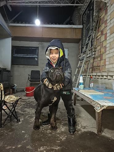 Ветеринар кызматы: Порода: кане корсо (итальянский мастиф) Окрас: черный с небольшим — 4