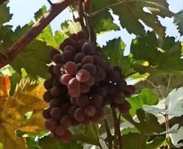 сетка для винограда: Саженцы винограда (Чёрный крупный ) в Пригородном.(Красный поздний) — 5