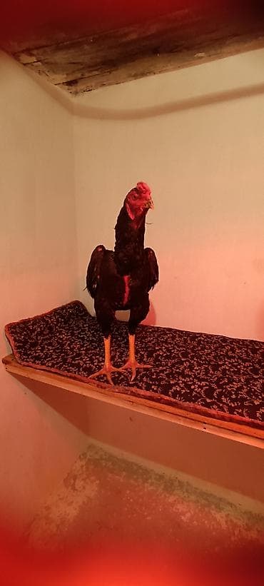 Үй жаныбарлары үчүн товарлар: Сатам | Короздор | Тебиштирүүчү | Көбөйтүү үчүн — 1