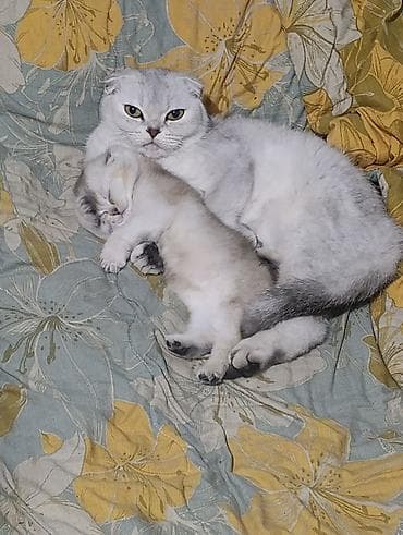 бенгальский кот купить: Скотиш Фолд (Шотландская вислоухая), 1 месяц, Мальчик, Серебристая шиншилла, Приучена к лотку — 10