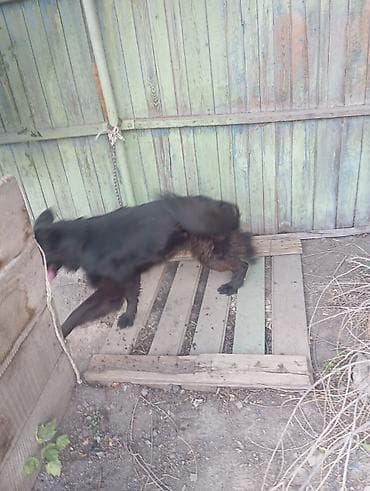 собаки в бишкеке: Восточноевропейская овчарка, 1 год, Самка — 2