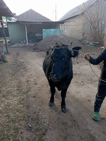 дойный коров: Продаю | Корова (самка) | Для разведения | Привязанные — 6