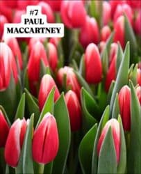 купить луковицы тюльпанов из голландии: Предлагаются тюльпаны различных оттенков для предзаказа к 8 марта 2026 — 8