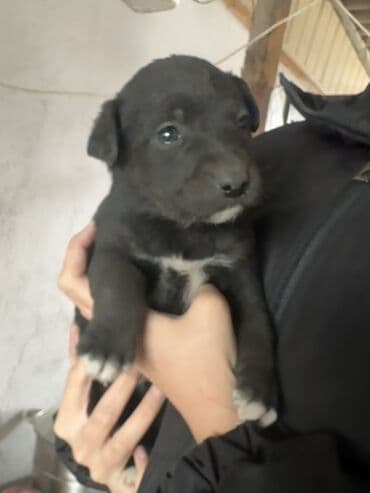 кавказский овчарка цена: Щенята в добрые и заботливые руки Возраст — 1 месяц. Всего 6 — 2