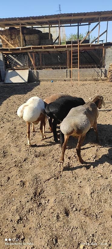 грил козу: Продаю | Баран (самец) | На забой, Для разведения | Племенные — 2