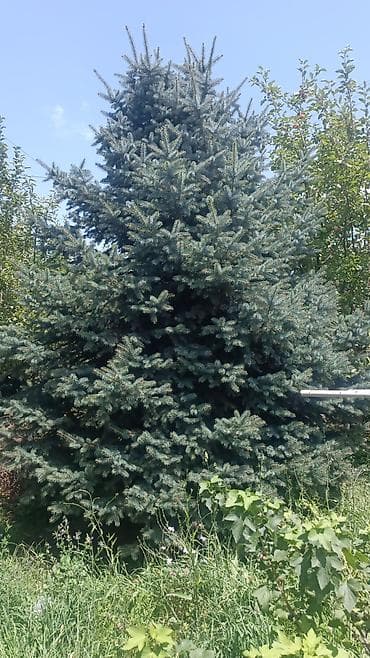 узкие леса: Ель (колючая, Picea pungens ‘Glauca’) для озеленения участка. 4,5 — 1