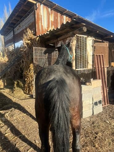 продам домик для кошки: Продаю | Кобыла (самка) | Для разведения — 4