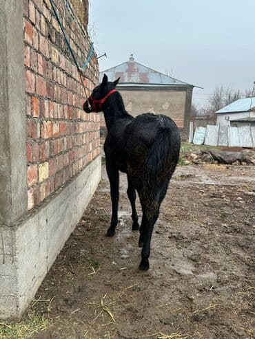 дойних коров: Продаю | Жеребенок | Для разведения | Племенные — 7