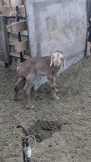 отдам даром попугая жако: Продаю | Ягненок | Романовская | На забой — 2