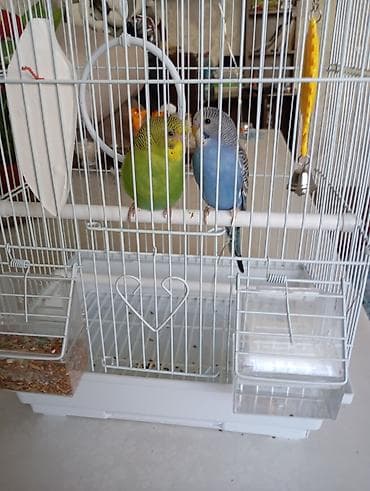 неразлучники попугаи цена: Волнистые попугаи с полной клеткой и аксессуарами. Состав набора: - — 2