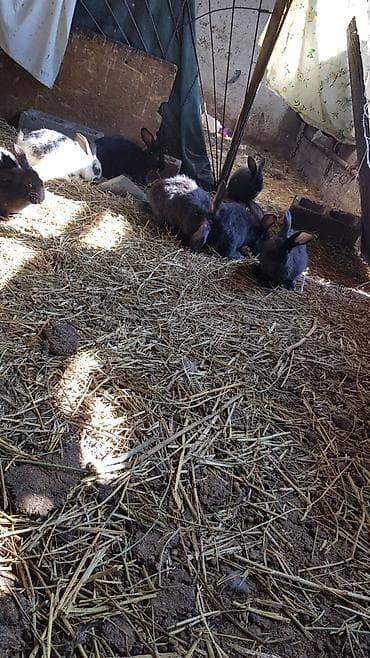 породистые голуби цена: Продаю | Крольчата | Для разведения — 6