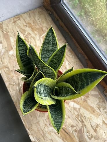 сансевиера: Сансевиерия (Sansevieria trifasciata) карликовая разновидность — 3