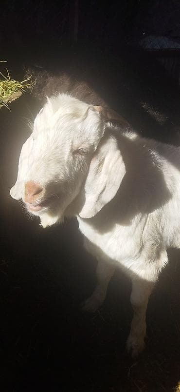 Зоотовары: Продаю | Козёл (самец) | Битал | Для разведения | Племенные — 1