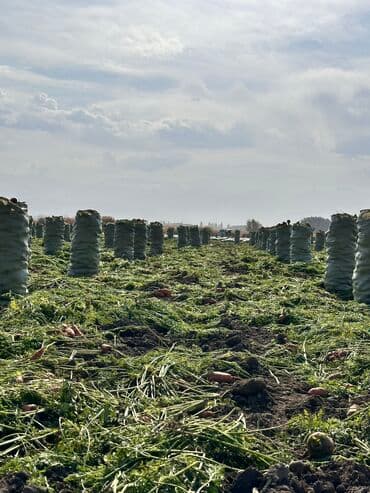 оптовые цены на продукты питания в бишкеке: Морковь — 2