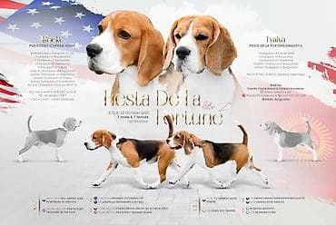 домашний животные: Порода: бигль, питомник Fiesta De La Fortune (помет “Z”) Щенки — 1