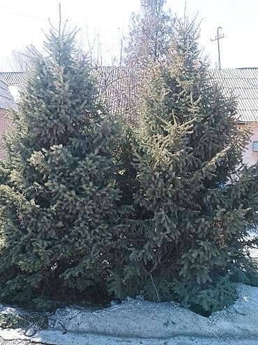 Ель (еловые деревья) для озеленения участка3,5метр - Порода: ель