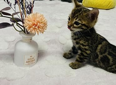 бингальская кошка: ✨ Роскошные бенгальские котята ищут любящий дом ✨ Предлагаются к — 4
