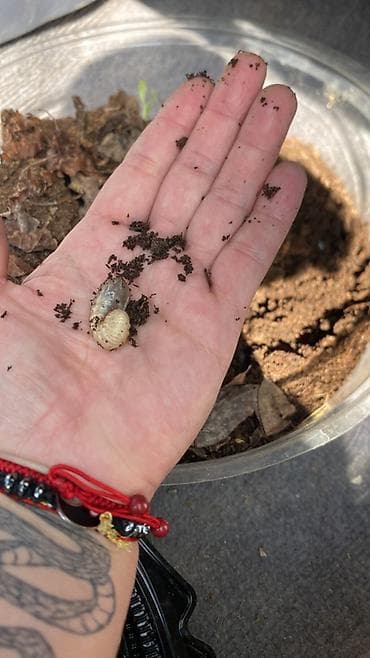 гриб медвежье ухо: Личинки бронзовки (Cetonia aurata) — для домашнего разведения и — 2