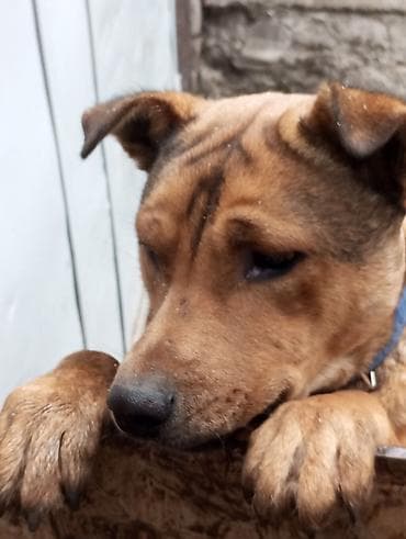 собаки в караколе: Собака даром: Более 5 лет, Самец — 5