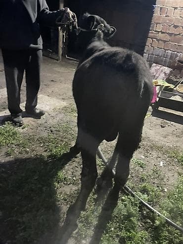 корм для домашних животных: Продаю | Бык (самец) | Ангус | На откорм, Для разведения — 8