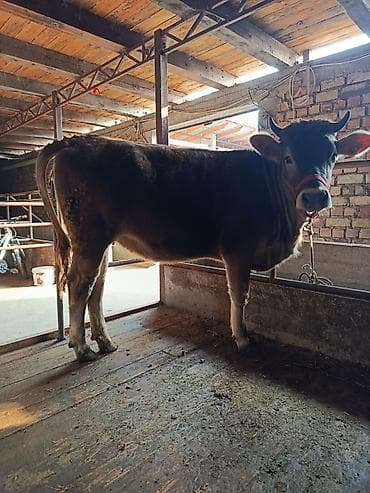 уй малочный: Продаю | Тёлка | Швицкая | Для разведения, Для молока | Искусственник — 1