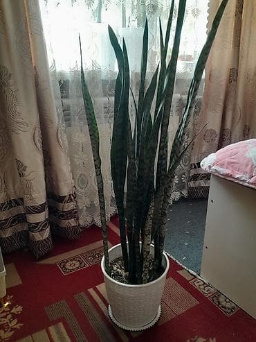 декоративный кур: Другой декор — 2