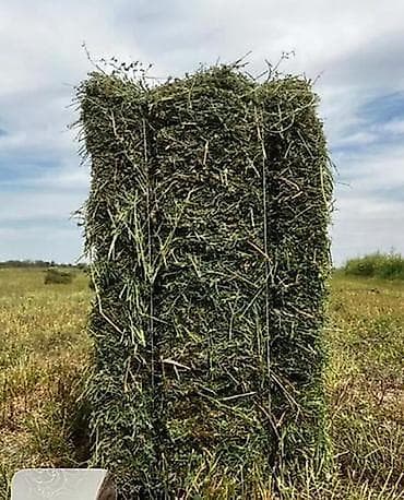 гнёзда для кур: Тюки сена. чоп пресс беде эспарцет . доставка По Чуй. тушуруп жыйып — 1