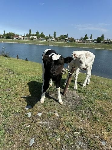 для ветеринарии: Продаю | Музоо, торпок | На откорм | Привязанные — 2