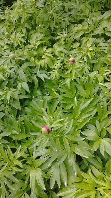 бугенвилия: Платная доставка — 3