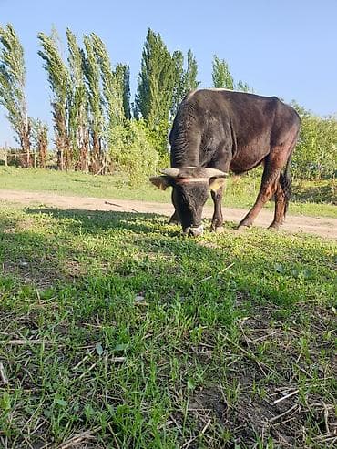 бирка для животных: Продаю | Бык (самец) | На откорм | Привязанные — 5