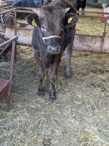 бычки ангусы: Продаю | Бык (самец) | Швицкая | На откорм — 2