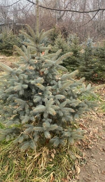 утеплитель для окон: Саженцы деревьев: Ели — 7