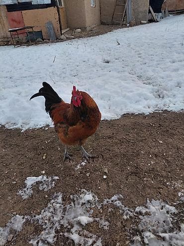 латок для котов: Продаю | Петух | Кучинская | На забой, Для разведения — 4