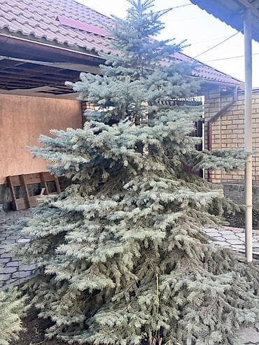 новогодняя: Хвойные декоративные растения для ландшафта Предлагаются взрослые — 2