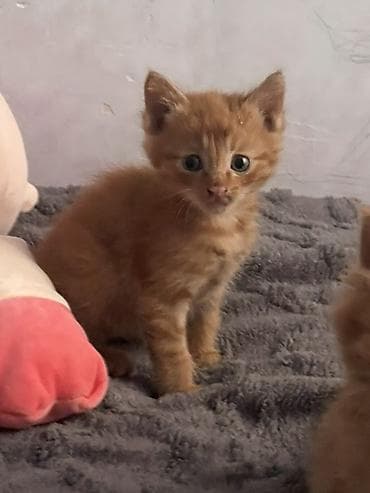 сколько стоит котята: Беспородная, 1 месяц, Мальчик, Рыжий, Метис — 3