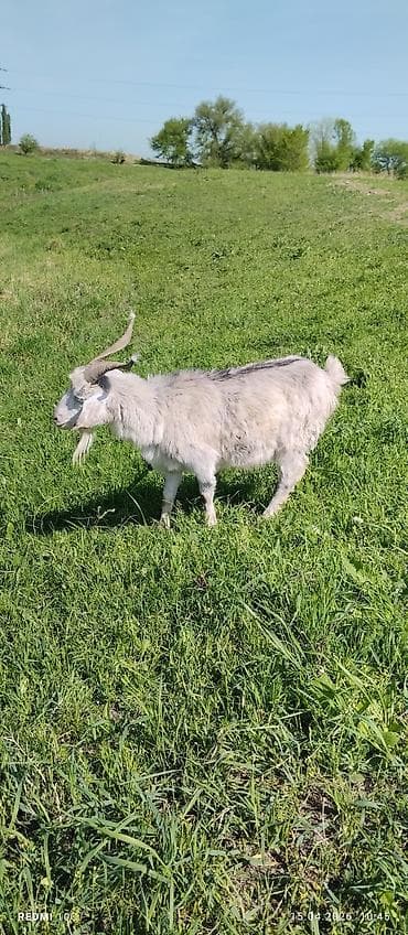 телята музо: Продаю | Коза (самка) | Полукровка | Для молока | Котные — 7