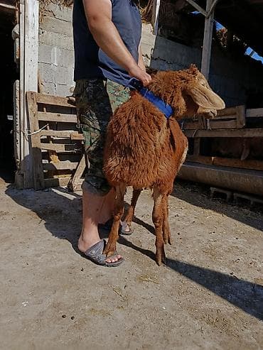 заяц живой: Продаю | Ягненок | Арашан | Для разведения | Осеменитель — 3