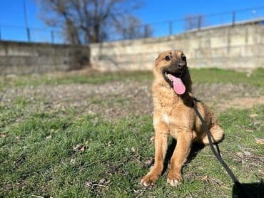 Ищем дом молодому кобельку. Привит. Привезём сами at lalafo.kg Ищем дом молодому кобельку. Привит. Привезём сами