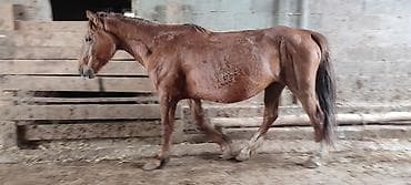 кой обмен: Продаю | Кобыла (самка) | Полукровка | Рабочий — 3