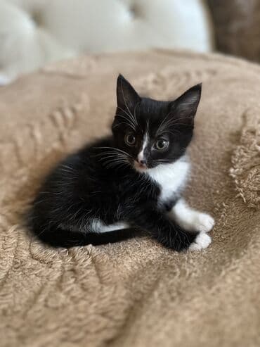 купить вислоухого котенка: Отдам в хорошие руки троих котят один вислоухий — 6