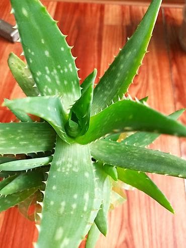 Дом и сад: Алоэ вера (Aloe vera) в горшке, возраст 2 года. Цена 300 сом - — 2