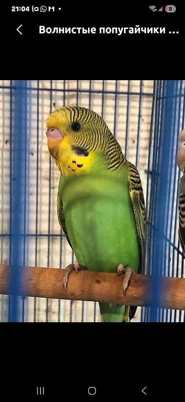 Волнистые попугайчики - Окрас: ярко‑зелёный с жёлтым лицом и чёрными