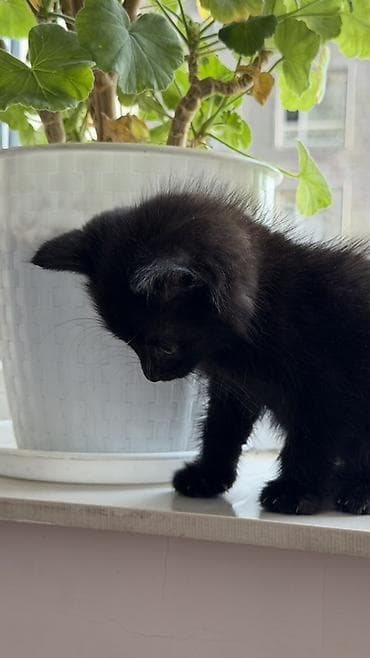 где взять котенка: 2 месяца, Девочка — 4