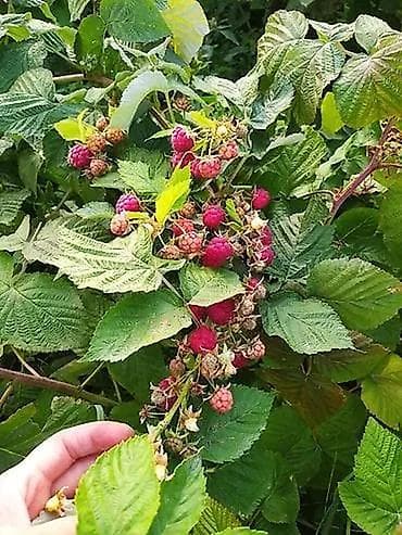 заказ рыбы: Продаю саженцы малины местный ремонтантный сорт, высокоурожайный — 1