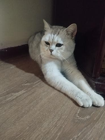 Шотландская короткошерстная кошка, серебристый окрас шиншилла