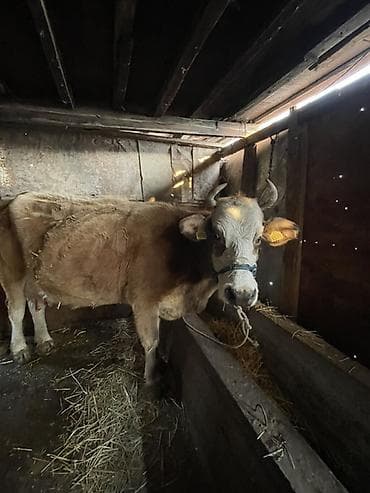 уй корова: Продаю | Корова (самка), Музоо, торпок | Симментальская | На откорм — 4